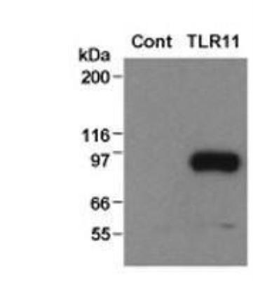 Western Blot: Mouse TLR11 NF-kB/SEAP - (SEAPorter™) Stable Reporter Cell Line [NBP2-26289] - Analysis of TLR11 expression in the TLR11 reporter cell line using an HA antibody (20 ug total protein/lane). Legend. Cont: Control, NF-kB/SEAPorterTM HEK 293 cell line; TLR11: TLR11 reporter cell line.