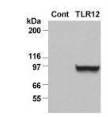 Western Blot: Mouse TLR12 NF-kB/SEAP - (SEAPorter™) Stable Reporter Cell Line [NBP2-26288] - Analysis of TLR12 expression in the TLR12 reporter cell line using an HA antibody (20 ug total protein/lane). Legend. Cont: Control, NF-kB/SEAPorterTM HEK 293 cell line; TLR12: TLR12 reporter cell line.