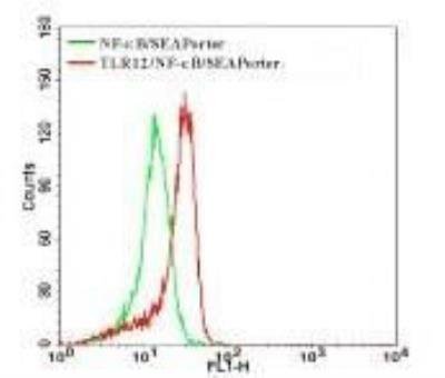 Flow Cytometry: Mouse TLR12 NF-kB/SEAP - (SEAPorter™) Stable Reporter Cell Line [NBP2-26288] - Expression of TLR12 in TLR12 reporter cell line was analyzed by flow cytometry using a FITC-conjugated TLR12 antibody and compared with the NF-kB/SEAPorter HEK 293 cell line (IML-101). Flow samples were prepared using Intracellular TLR Staining Flow Kit.
