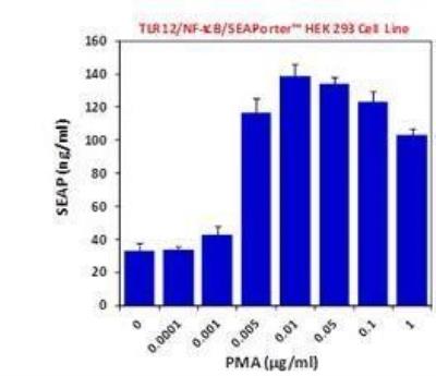 Ligand Activation: Mouse TLR12 NF-kB/SEAP - (SEAPorter™) Stable Reporter Cell Line [NBP2-26288] - TLR12 reporter cells were plated in a 96-well plate at 5 x 10^4 cells per well. Cells were stimulated with various concentrations of phorbol 12-myristate 13-acetate (PMA), which is a positive control for NF-kB induction, for 24 h. SEAP was analyzed using the SEAPorter Assay Kit. Data Summary: PMA is a positive control for NF-kB induction. PMA stimulation confirmed that NF-kB/SEAP reporter is functional in Mouse TLR12 SEAP.