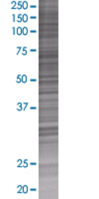 HES4 transfected lysate.