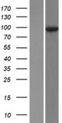 Western Blot: Desmocollin 2 Overexpression Lysate (Adult Normal) [NBP2-10513] Left-Empty vector transfected control cell lysate (HEK293 cell lysate); Right -Over-expression Lysate for Desmocollin 2.