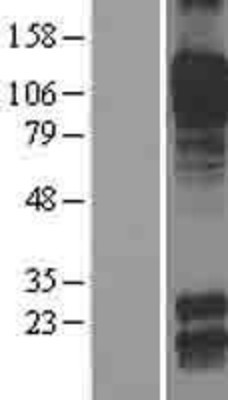 Western Blot: Cadherin-8 Overexpression Lysate (Adult Normal) [NBL1-09035] Left-Empty vector transfected control cell lysate (HEK293 cell lysate); Right -Over-expression Lysate for Cadherin-8.