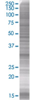 IMPA2 transfected lysate.