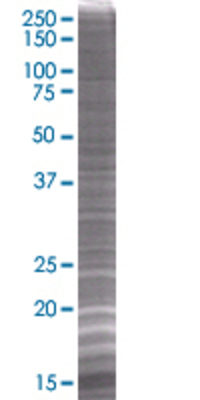 GZMK transfected lysate