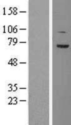 Western Blot: TCF4 Overexpression Lysate (Adult Normal) [NBL1-16776] Left-Empty vector transfected control cell lysate (HEK293 cell lysate); Right -Over-expression Lysate for TCF4.