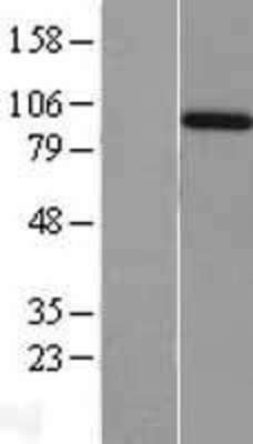 Western Blot: Amphiphysin Overexpression Lysate (Adult Normal) [NBL1-07507] Left-Empty vector transfected control cell lysate (HEK293 cell lysate); Right -Over-expression Lysate for Amphiphysin.
