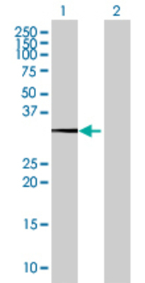 Lane 1: HSF2BP transfected lysate (36.85 KDa) Lane 2: Non-transfected lysate.