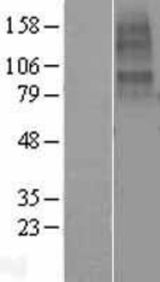 Western Blot: CHRNA10 Overexpression Lysate (Adult Normal) [NBL1-09178] Left-Empty vector transfected control cell lysate (HEK293 cell lysate); Right -Over-expression Lysate for CHRNA10.