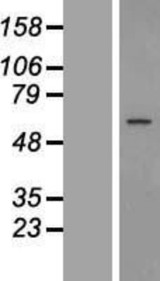 Western Blot: GPR89 Overexpression Lysate (Adult Normal) [NBL1-11300] Left-Empty vector transfected control cell lysate (HEK293 cell lysate); Right -Over-expression Lysate for GPR89.