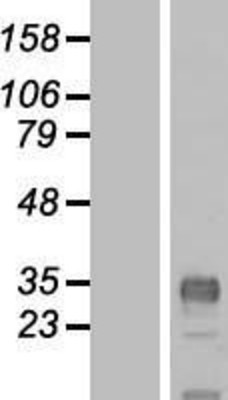 Western Blot: CLDND1 Overexpression Lysate (Adult Normal) [NBP2-09213] Left-Empty vector transfected control cell lysate (HEK293 cell lysate); Right -Over-expression Lysate for CLDND1.