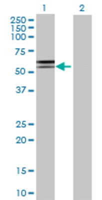 Lane 1: DBT transfected lysate (53.13 KDa) Lane 2: Non-transfected lysate.