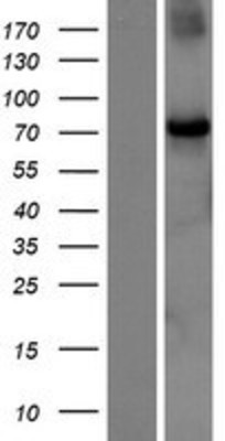 Western Blot: CHFR Overexpression Lysate (Adult Normal) [NBP2-10156] Left-Empty vector transfected control cell lysate (HEK293 cell lysate); Right -Over-expression Lysate for CHFR.