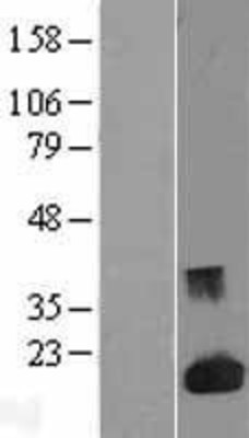 Western Blot: Galectin 1 Overexpression Lysate (Adult Normal) [NBL1-12496] Left-Empty vector transfected control cell lysate (HEK293 cell lysate); Right -Over-expression Lysate for Galectin 1.