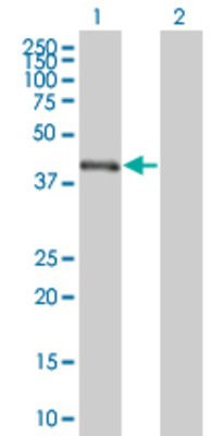Lane 1: LHX4 transfected lysate (43.01 KDa) Lane 2: Non-transfected lysate.