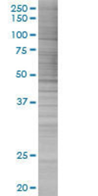 LHX4 transfected lysate.