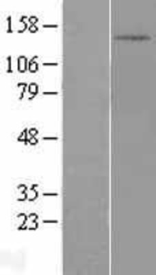 Western Blot: DHX30 Overexpression Lysate (Adult Normal) [NBL1-09879] Left-Empty vector transfected control cell lysate (HEK293 cell lysate); Right -Over-expression Lysate for DHX30.