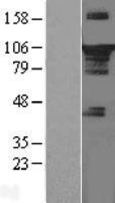 Western Blot: STAT3 Overexpression Lysate (Adult Normal) [NBL1-16526] Left-Empty vector transfected control cell lysate (HEK293 cell lysate); Right -Over-expression Lysate for STAT3.