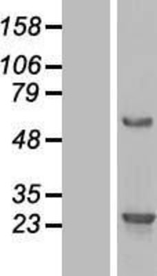 Western Blot: C16orf45 Overexpression Lysate (Adult Normal) [NBL1-08213] Left-Empty vector transfected control cell lysate (HEK293 cell lysate); Right -Over-expression Lysate for C16orf45.