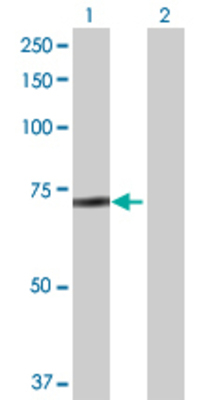 Lane 1: NUP85 transfected lysate (72.27 KDa) Lane 2: Non-transfected lysate.