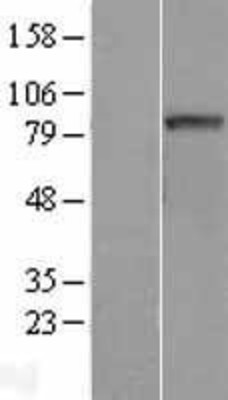 Western Blot: C6orf97 Overexpression Lysate (Adult Normal) [NBL1-08540] Left-Empty vector transfected control cell lysate (HEK293 cell lysate); Right -Over-expression Lysate for C6orf97.