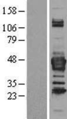 Western Blot: Septin-3 Overexpression Lysate (Adult Normal) [NBL1-07141] Left-Empty vector transfected control cell lysate (HEK293 cell lysate); Right -Over-expression Lysate for Septin-3.