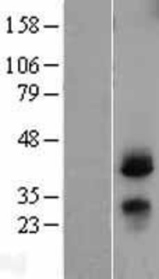 Western Blot: CD82 Overexpression Lysate (Adult Normal) [NBL1-08974] Left-Empty vector transfected control cell lysate (HEK293 cell lysate); Right -Over-expression Lysate for CD82.