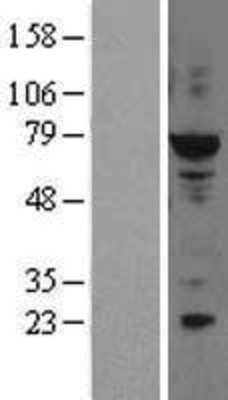 Western Blot: ELF2 Overexpression Lysate (Adult Normal) [NBL1-10229] Left-Empty vector transfected control cell lysate (HEK293 cell lysate); Right -Over-expression Lysate for ELF2.