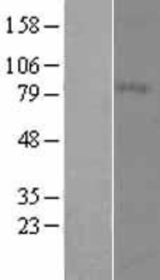 Western Blot: MFI2 Overexpression Lysate (Adult Normal) [NBL1-13038] Left-Empty vector transfected control cell lysate (HEK293 cell lysate); Right -Over-expression Lysate for MFI2.