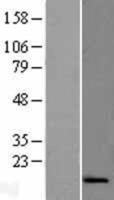 Western Blot: ATP5S Overexpression Lysate (Adult Normal) [NBL1-07830] Left-Empty vector transfected control cell lysate (HEK293 cell lysate); Right -Over-expression Lysate for ATP5S.