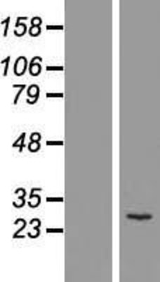 Western Blot: MTHFD2 Overexpression Lysate (Adult Normal) [NBL1-13364] Left-Empty vector transfected control cell lysate (HEK293 cell lysate); Right -Over-expression Lysate for MTHFD2.