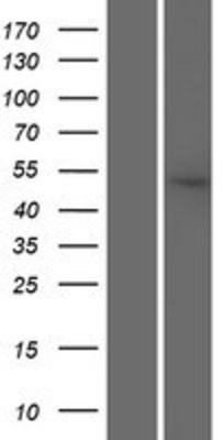 Western Blot: SRP54 Overexpression Lysate (Adult Normal) [NBP2-10150] Left-Empty vector transfected control cell lysate (HEK293 cell lysate); Right -Over-expression Lysate for SRP54.