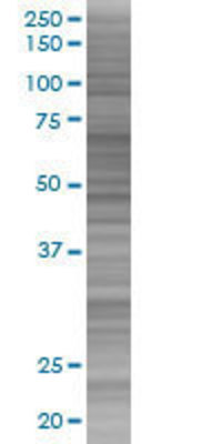 IL32 transfected lysate.