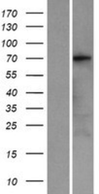 Western Blot: KCNQ4 Overexpression Lysate (Adult Normal) [NBP2-10019] Left-Empty vector transfected control cell lysate (HEK293 cell lysate); Right -Over-expression Lysate for KCNQ4.