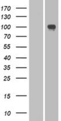 Western Blot: PCDHA2 Overexpression Lysate (Adult Normal) [NBP2-06768] Left-Empty vector transfected control cell lysate (HEK293 cell lysate); Right -Over-expression Lysate for PCDHA2.