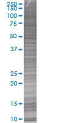 MYF6 transfected lysate
