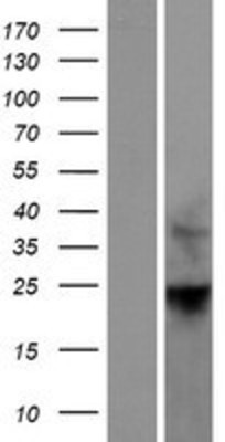 Western Blot: RhoF Overexpression Lysate (Adult Normal) [NBP2-06736] Left-Empty vector transfected control cell lysate (HEK293 cell lysate); Right -Over-expression Lysate for RhoF.