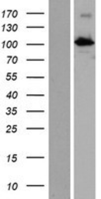 Western Blot: INTU Overexpression Lysate (Adult Normal) [NBP2-07130] Left-Empty vector transfected control cell lysate (HEK293 cell lysate); Right -Over-expression Lysate for INTU.