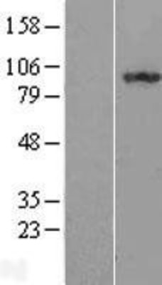 Western Blot: ILF3 Overexpression Lysate (Adult Normal) [NBL1-11973] Left-Empty vector transfected control cell lysate (HEK293 cell lysate); Right -Over-expression Lysate for ILF3.
