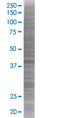 PSG1 transfected lysate