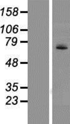 Western Blot: UGT1A4 Overexpression Lysate (Adult Normal) [NBP2-07528] Left-Empty vector transfected control cell lysate (HEK293 cell lysate); Right -Over-expression Lysate for UGT1A4.