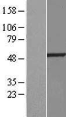 Western Blot: BMP10 Overexpression Lysate (Adult Normal) [NBP2-07325] Left-Empty vector transfected control cell lysate (HEK293 cell lysate); Right -Over-expression Lysate for BMP10.