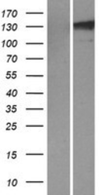 Western Blot: TLL1 Overexpression Lysate (Adult Normal) [NBP2-07439] Left-Empty vector transfected control cell lysate (HEK293 cell lysate); Right -Over-expression Lysate for TLL1.