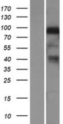 Western Blot: NRG1 Overexpression Lysate (Adult Normal) [NBP2-07398] Left-Empty vector transfected control cell lysate (HEK293 cell lysate); Right -Over-expression Lysate for NRG1.