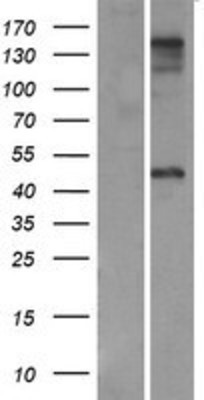 Western Blot: ZP3 Overexpression Lysate (Adult Normal) [NBP2-07523] Left-Empty vector transfected control cell lysate (HEK293 cell lysate); Right -Over-expression Lysate for ZP3.