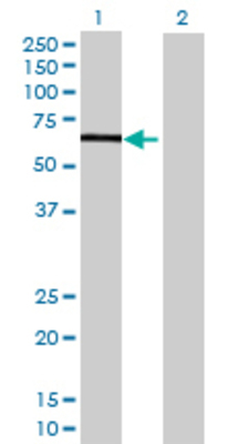Lane 1: UBXD8 transfected lysate (49.06 KDa) Lane 2: Non-transfected lysate.