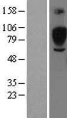 Western Blot: SIGLEC5 Overexpression Lysate (Adult Normal) [NBL1-15960] Left-Empty vector transfected control cell lysate (HEK293 cell lysate); Right -Over-expression Lysate for SIGLEC5.