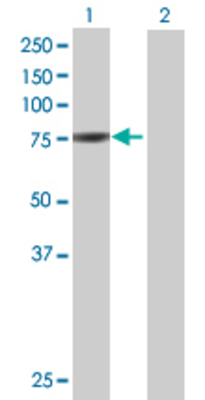 Lane 1: GMPS transfected lysate (76.34 KDa) Lane 2: Non-transfected lysate.