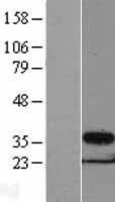 Western Blot: PSMG1 Overexpression Lysate (Adult Normal) [NBL1-14911] Left-Empty vector transfected control cell lysate (HEK293 cell lysate); Right -Over-expression Lysate for PSMG1.