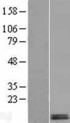 Western Blot: DEXI Overexpression Lysate (Adult Normal) [NBL1-09841] Left-Empty vector transfected control cell lysate (HEK293 cell lysate); Right -Over-expression Lysate for DEXI.